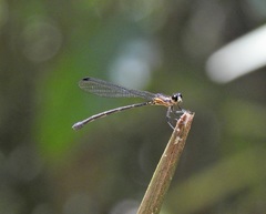 Lestoidea