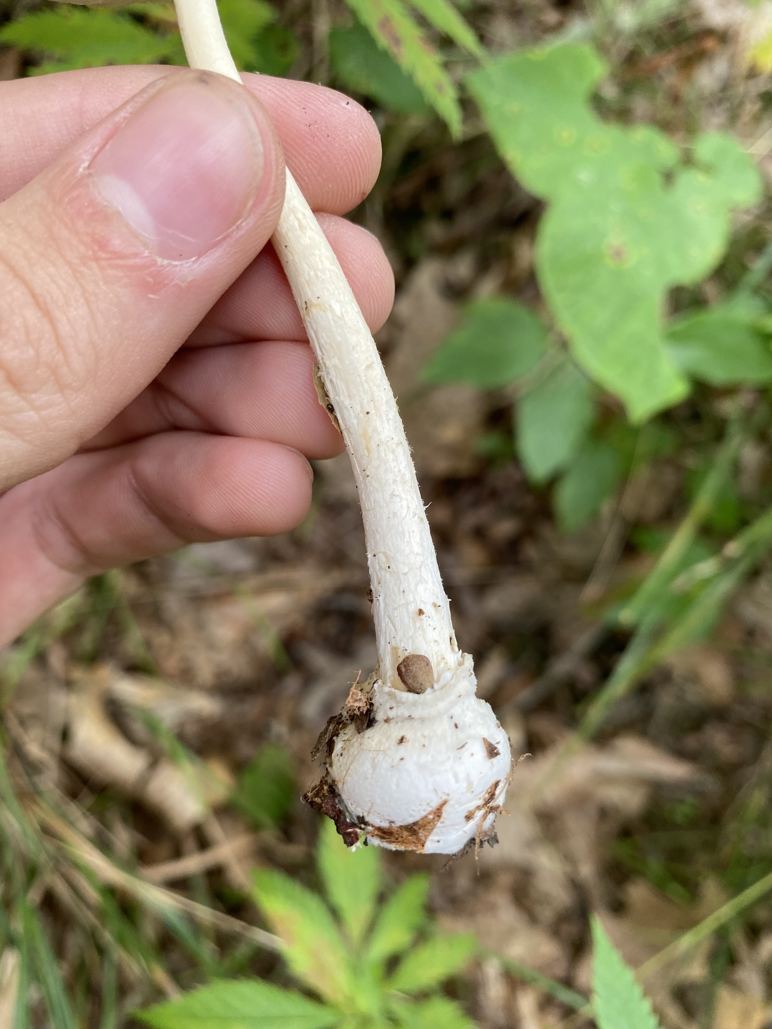 Ringless Panther (Amanita albocreata) · iNaturalist