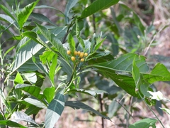 Solanum argentinum
