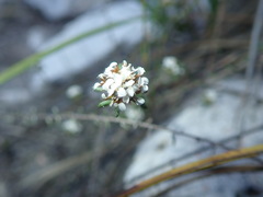 Disparago ericoides