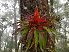 Tillandsia imperialis