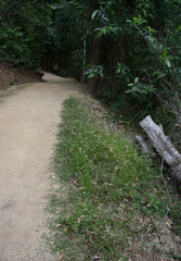 Dactyloctenium australe