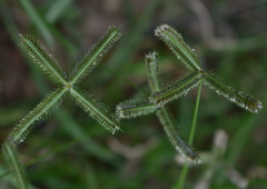 Dactyloctenium australe