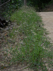 Dactyloctenium australe