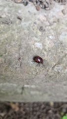 Platyphora congregata