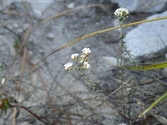 Disparago ericoides