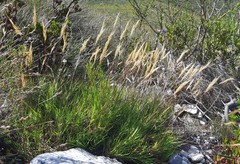 Pseudopentameris brachyphylla