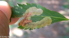 Agromyza valdorensis