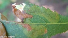 Agromyza valdorensis