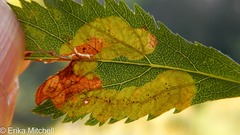 Agromyza valdorensis