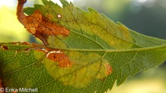 Agromyza valdorensis