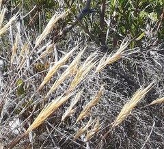 Pseudopentameris brachyphylla