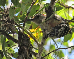 Melanerpes carolinus image