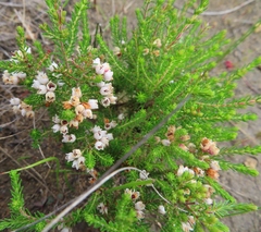 Erica mauritanica