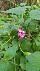 Lantana megapotamica