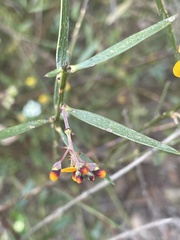 Daviesia corymbosa