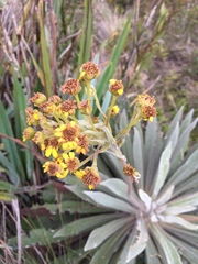 Espeletia corymbosa