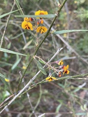 Daviesia corymbosa