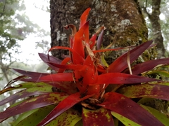 Tillandsia imperialis