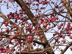 Malus × robusta