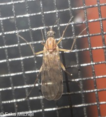 Sylvicola fenestralis