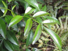 Polyscias sambucifolia