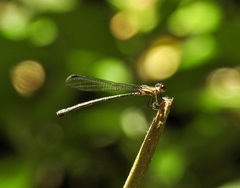 Lestoidea