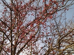 Malus × robusta