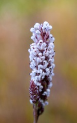 Spatalla mollis
