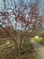 Malus × robusta