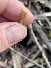 Caladenia transitoria