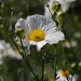 Matilija Poppies - Photo (c) randomtruth, some rights reserved (CC BY-NC-SA)
