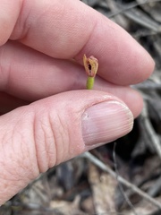 Caladenia transitoria