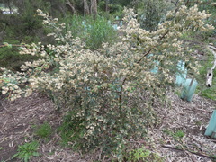 Pomaderris prunifolia