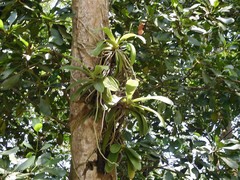 Phalaenopsis cornu-cervi