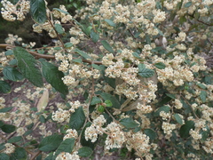 Pomaderris prunifolia