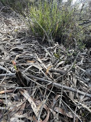 Caladenia transitoria