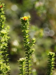 Aspalathus cordata