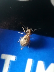Lepinotus