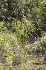 Aspalathus cordata