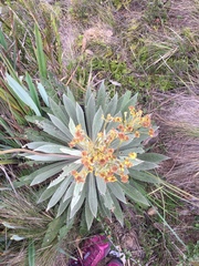 Espeletia corymbosa