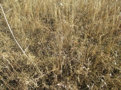 Thalictrum squarrosum