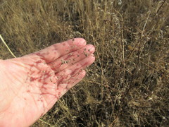 Thalictrum squarrosum