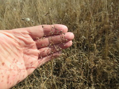 Thalictrum squarrosum