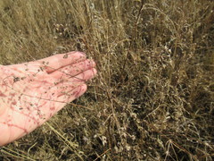 Thalictrum squarrosum