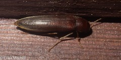 Serropalpus