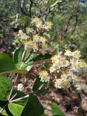 Miconia fallax