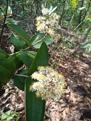 Miconia fallax