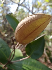 Miconia fallax