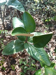 Miconia fallax